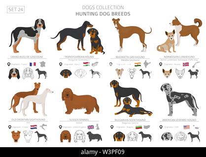 Hunting dogs collection isolated on white. Flat style. Different color and country of origin. Vector illustration Stock Vector