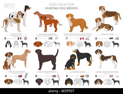 Hunting dogs collection isolated on white. Flat style. Different color and country of origin. Vector illustration Stock Vector