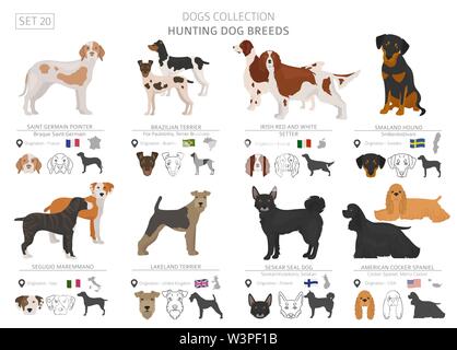 Hunting dogs collection isolated on white. Flat style. Different color and country of origin. Vector illustration Stock Vector