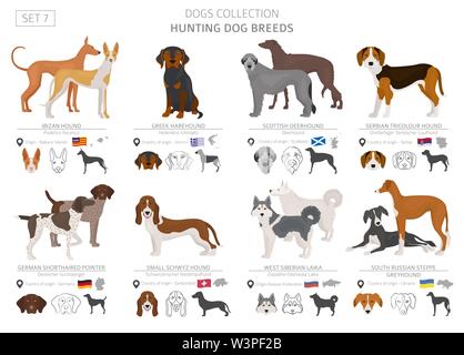 Hunting dogs collection isolated on white. Flat style. Different color and country of origin. Vector illustration Stock Vector