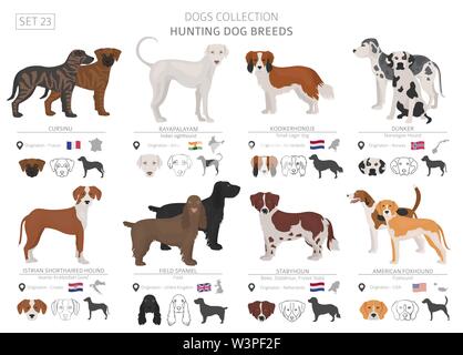 Hunting dogs collection isolated on white. Flat style. Different color and country of origin. Vector illustration Stock Vector