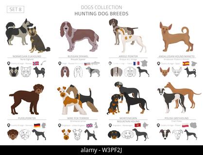 Hunting dogs collection isolated on white. Flat style. Different color and country of origin. Vector illustration Stock Vector