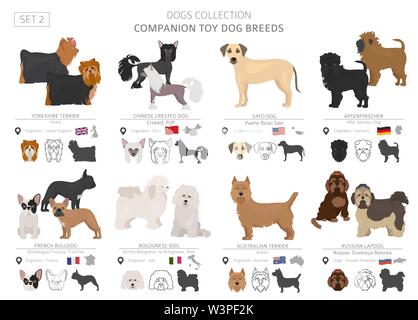 Companion and miniature toy dogs collection isolated on white. Flat style. Different color and country of origin. Vector illustration Stock Vector