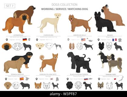 Working, service and watching dogs collection isolated on white. Flat style. Different color and country of origin. Vector illustration Stock Vector