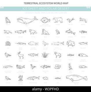 Ice sheet and polar desert biome. Simple line style. Terrestrial ecosystem world map. Arctic animals, birds, fish and plants infographic design. Vecto Stock Vector