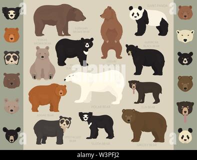 All world bear species in one set. Bears collection. Vector illustration Stock Vector