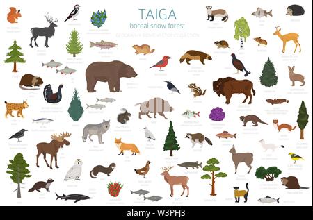 Taiga biome, boreal snow forest. Terrestrial ecosystem world map. Animals, birds, fish and plants infographic design. Vector illustration Stock Vector