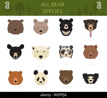 All world bear species in one set. Bears collection. Vector illustration Stock Vector
