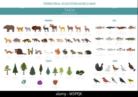 Taiga biome, boreal snow forest 3d isometry design. Terrestrial ecosystem  world map. Animals, birds, fish and plants infographic element Stock Vector