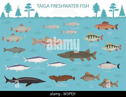 Taiga biome, boreal snow forest. Terrestrial ecosystem world map. Animals, birds, fish and plants infographic design. Vector illustration Stock Vector