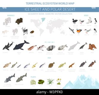 Ice sheet and polar desert biome. Isometric 3d style. Terrestrial ecosystem world map. Arctic animals, birds, fish and plants infographic design. Vect Stock Vector
