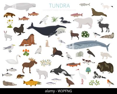 Tundra biome. Terrestrial ecosystem world map. Arctic animals, birds, fish and plants infographic design. Vector illustration Stock Vector