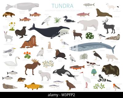 Tundra biome. Terrestrial ecosystem world map. Arctic animals, birds ...
