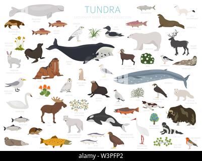 Tundra biome. Terrestrial ecosystem world map. Arctic animals, birds, fish and plants infographic design. Vector illustration Stock Vector