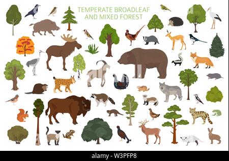 Temperate broadleaf forest and mixed forest biome. Terrestrial ...