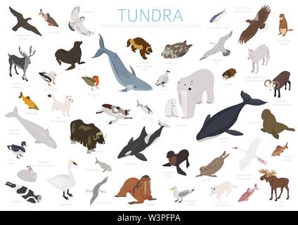 Tundra biome. Isometric 3d style. Terrestrial ecosystem world map. Arctic animals, birds, fish and plants infographic design. Vector illustration Stock Vector