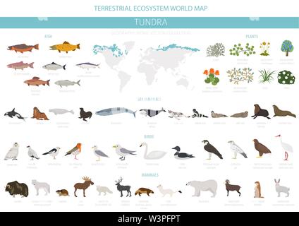 Tundra biome. Terrestrial ecosystem world map. Arctic animals, birds