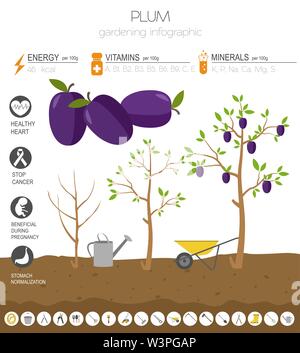 Plum beneficial features graphic template. Gardening, farming infographic, how it grows. Flat style design. Vector illustration Stock Vector