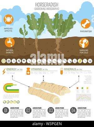 Horseradish beneficial features graphic template. Gardening, farming infographic, how it grows. Flat style design. Vector illustration Stock Vector