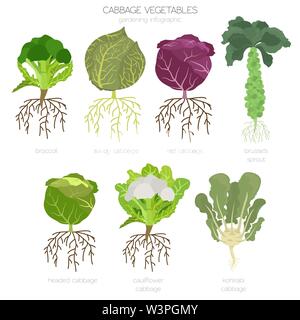 Cabbage beneficial features graphic set. Gardening, farming infographic, how it grows. Flat style design. Vector illustration Stock Vector