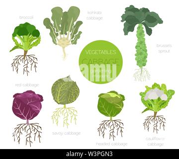 Cabbage beneficial features graphic set. Gardening, farming infographic, how it grows. Flat style design. Vector illustration Stock Vector