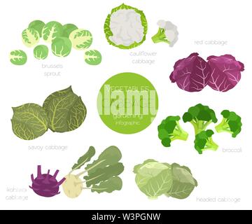 Cabbage beneficial features graphic set. Gardening, farming infographic, how it grows. Flat style design. Vector illustration Stock Vector