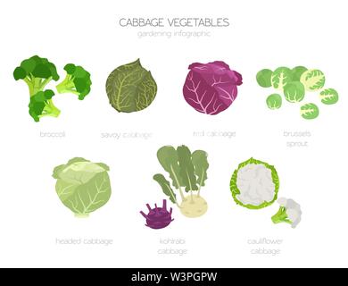 Cabbage beneficial features graphic set. Gardening, farming infographic, how it grows. Flat style design. Vector illustration Stock Vector