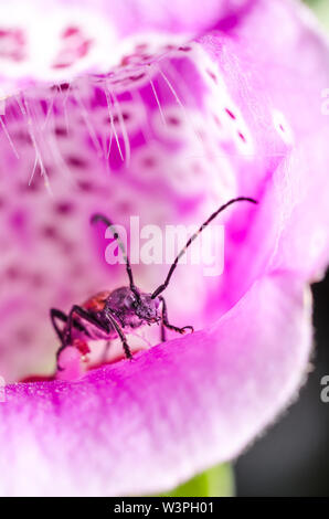 Cerambycidae, Longhorn Beetle in a purple flower Stock Photo