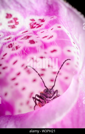 Cerambycidae, Longhorn Beetle in a purple flower Stock Photo