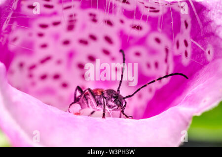 Cerambycidae, Longhorn Beetle in a purple flower Stock Photo