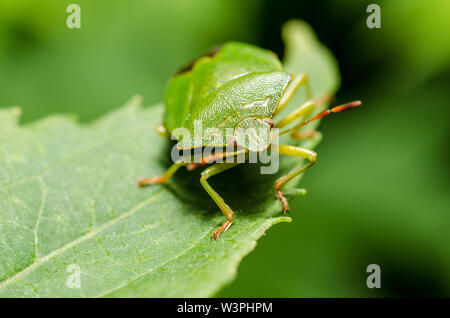 Palomena prasina, Green shield bug in the forest Stock Photo