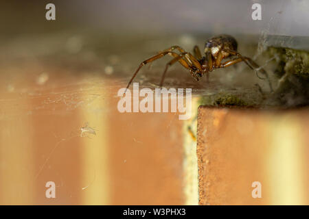 Noble false widow spider going after it's prey trapped in the spider web Stock Photo