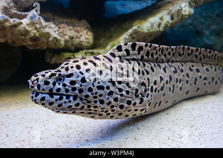 Underwater closeup picture of the dangerous Muraena ( moray eel ) fish in the ocean coral reef. Stock Photo