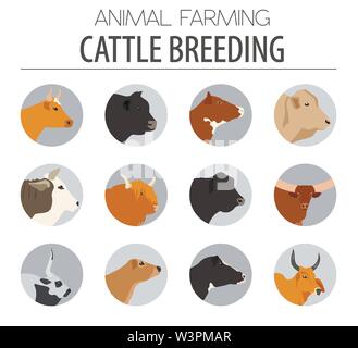 Cattle breeding farming. Cow, bulls breed icon set. Flat design. Vector illustration Stock Vector