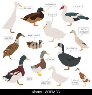 Poultry farming. Duck breeds icon set. Flat design. Vector illustration ...