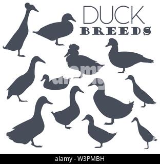 Poultry farming. Duck breeds icon set. Flat design. Vector illustration ...