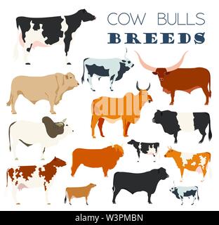 Cattle breeding farming. Cow, bulls breed icon set. Flat design. Vector illustration Stock Vector