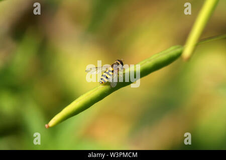 Hoverfly sitting on plant pod. Insect imitating dangerous wasp Stock Photo