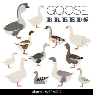 Poultry farming. Goose breeds icon set. Flat design. Vector illustration Stock Vector