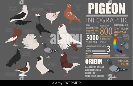 Poultry farming infographic template. Pigeon breeding. Flat design. Vector illustration Stock Vector