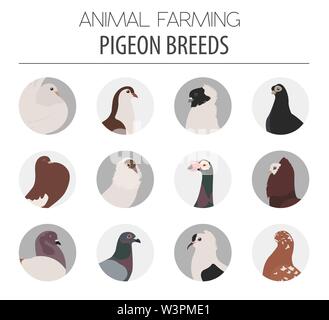 Poultry farming. Pigeon breeds icon set. Flat design. Vector illustration Stock Vector