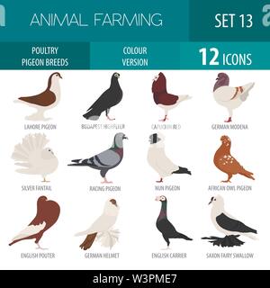 Poultry farming. Pigeon breeds icon set. Flat design. Vector illustration Stock Vector