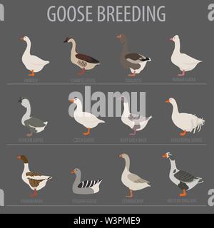 Poultry farming. Goose breeds icon set. Flat design. Vector illustration Stock Vector