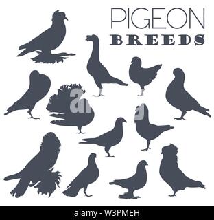 Poultry farming. Pigeon breeds icon set. Flat design. Vector illustration Stock Vector