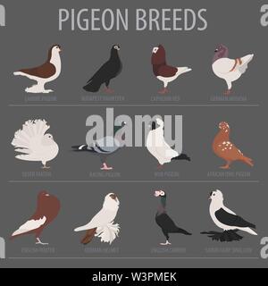 Poultry farming. Pigeon breeds icon set. Flat design. Vector illustration Stock Vector
