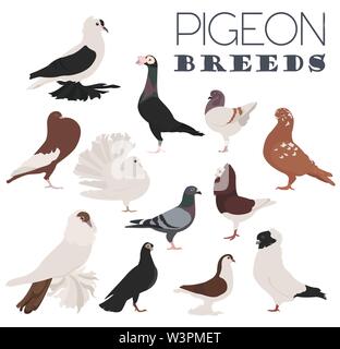 Poultry farming. Pigeon breeds icon set. Flat design. Vector illustration Stock Vector