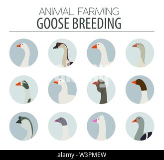 Poultry farming. Goose breeds icon set. Flat design. Vector illustration Stock Vector