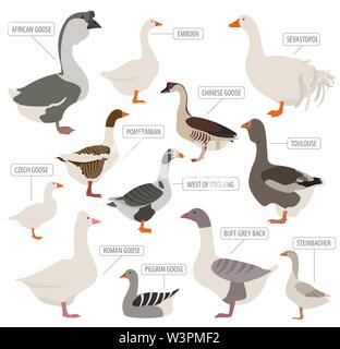 Poultry farming. Goose breeds icon set. Flat design. Vector illustration Stock Vector