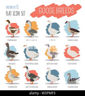 Poultry farming. Goose breeds icon set. Flat design. Vector illustration Stock Vector