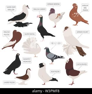 Poultry farming. Pigeon breeds icon set. Flat design. Vector illustration Stock Vector